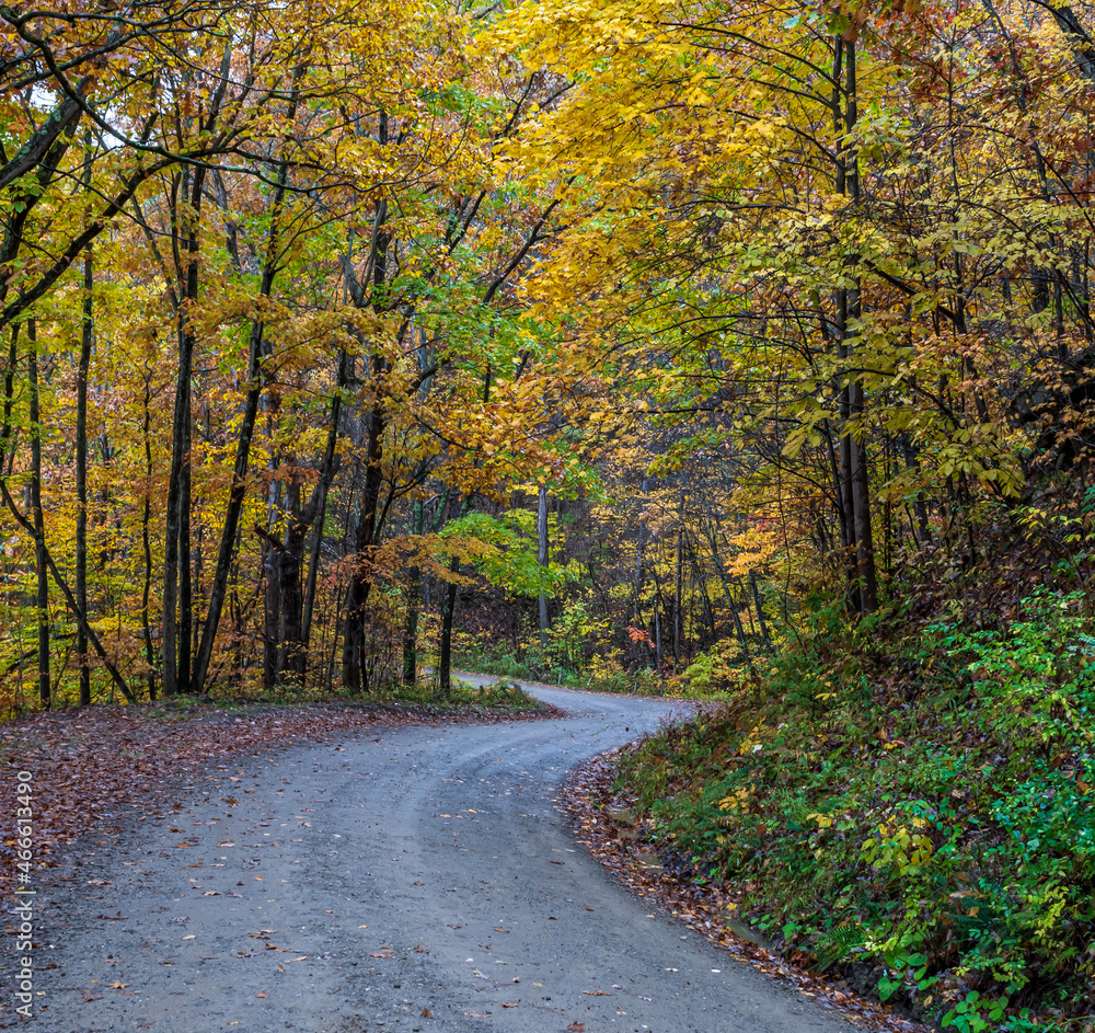 Naklejka premium A dirt road through fall woods in Althom, Pennsylvania, USA on an autumn day