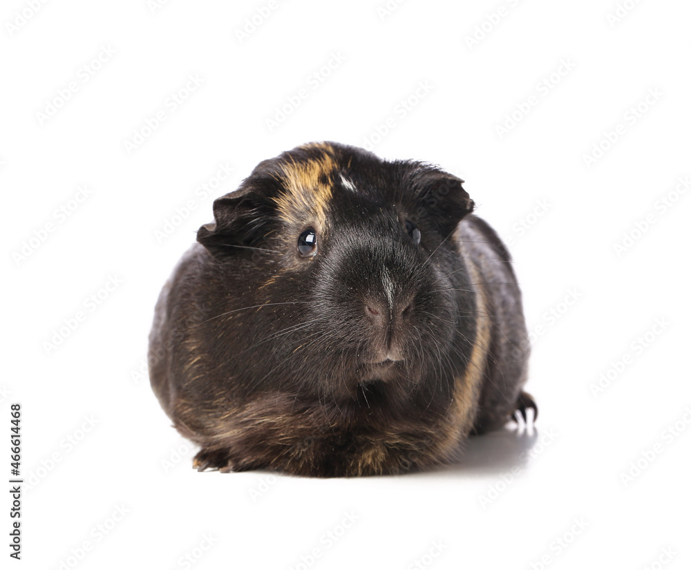 Fototapeta premium Cute guinea pig on white background