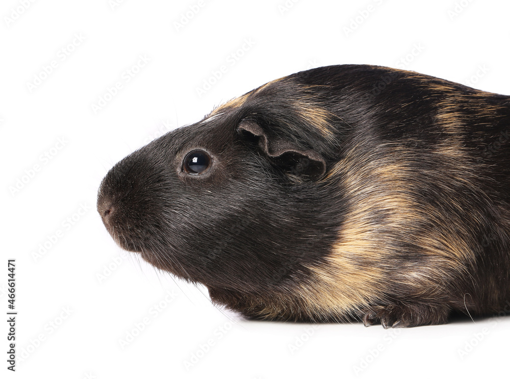 Fototapeta premium Cute guinea pig on white background
