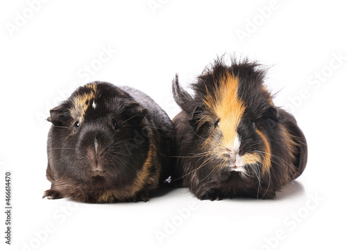 Cute guinea pigs on white background photo