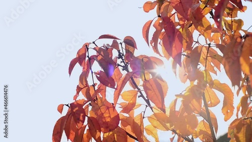 branch with autumn red and yellow cherry leaves on sky background, close up full HD stock video footage in real-time with copy space