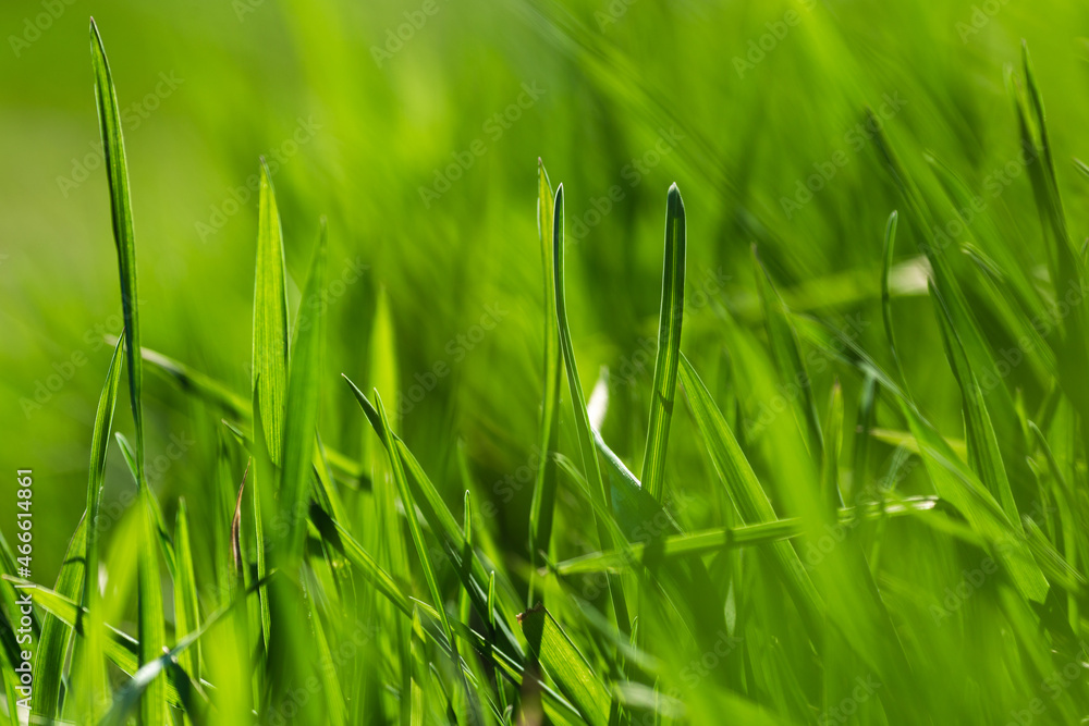 Spring or summer and grass field with sunny. Green grass background, nature texture. Closeup Spring or summer and grass field with sunny. Green grass background, nature texture. Closeup