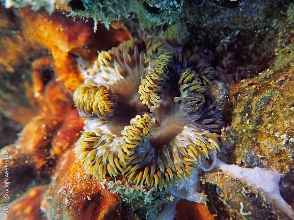 Rare image of Mediterranean Rock flower anemone - Phymanthus crucifer  Stock-Foto | Adobe Stock