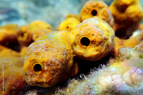 Mediterranean Yellow tube sea sponge - Aplysina aerophoba photo