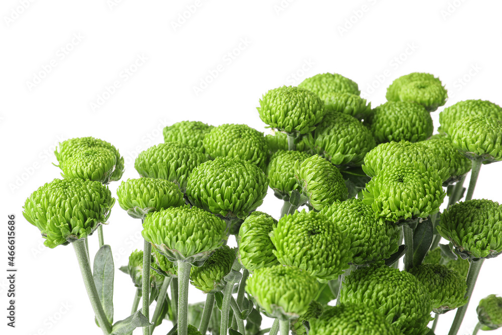 Green chrysanthemum on white background, closeup Green chrysanthemum on white background, closeup