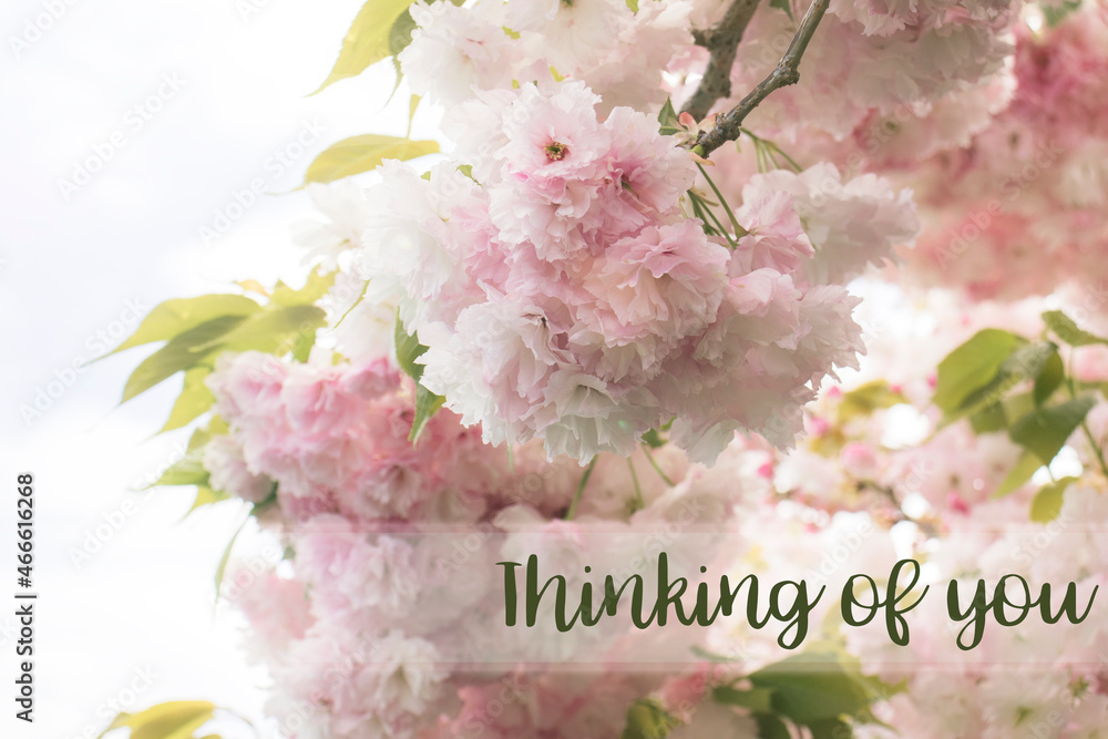 Thinking of you - deepest sympathy card with cherry blossom Stock Photo ...