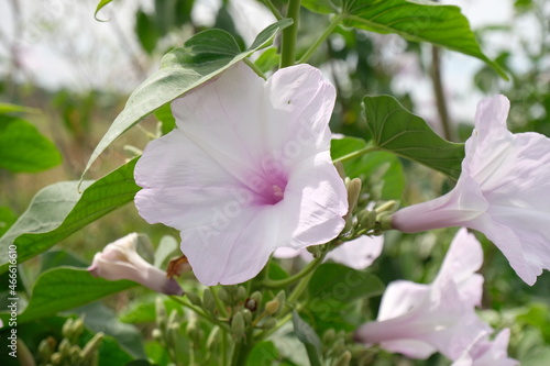 Ipomoea violacea is a perennial species of Ipomoea that occurs throughout the world with the exception of the European continent. It is most commonly called beach moonflower. photo