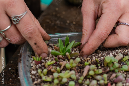 close up of the hand of a female gardener planting a sapling of a succulent plant in a new seedbed