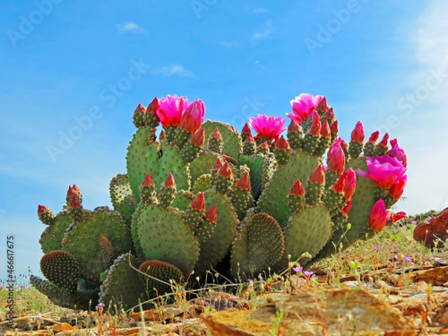 Prickly Pear Cactus Blooming - A closeup wide angle view of a barrel cactus in bloom against a dark blue sky