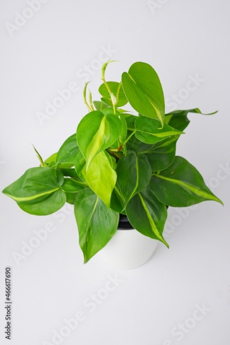 green leaves philodendron brasil cream splash on white pot isolated on white background photo