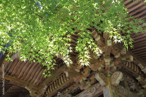 木造建物の手前に、鮮やかな緑色の葉を茂らせている「カエデ」