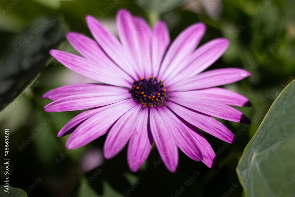Fototapeta premium Flor de color morado.