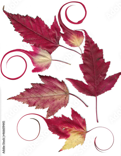 autumn leaves background abstract 
