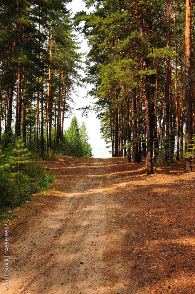 A single-lane road going up a hill in a dense pine forest.