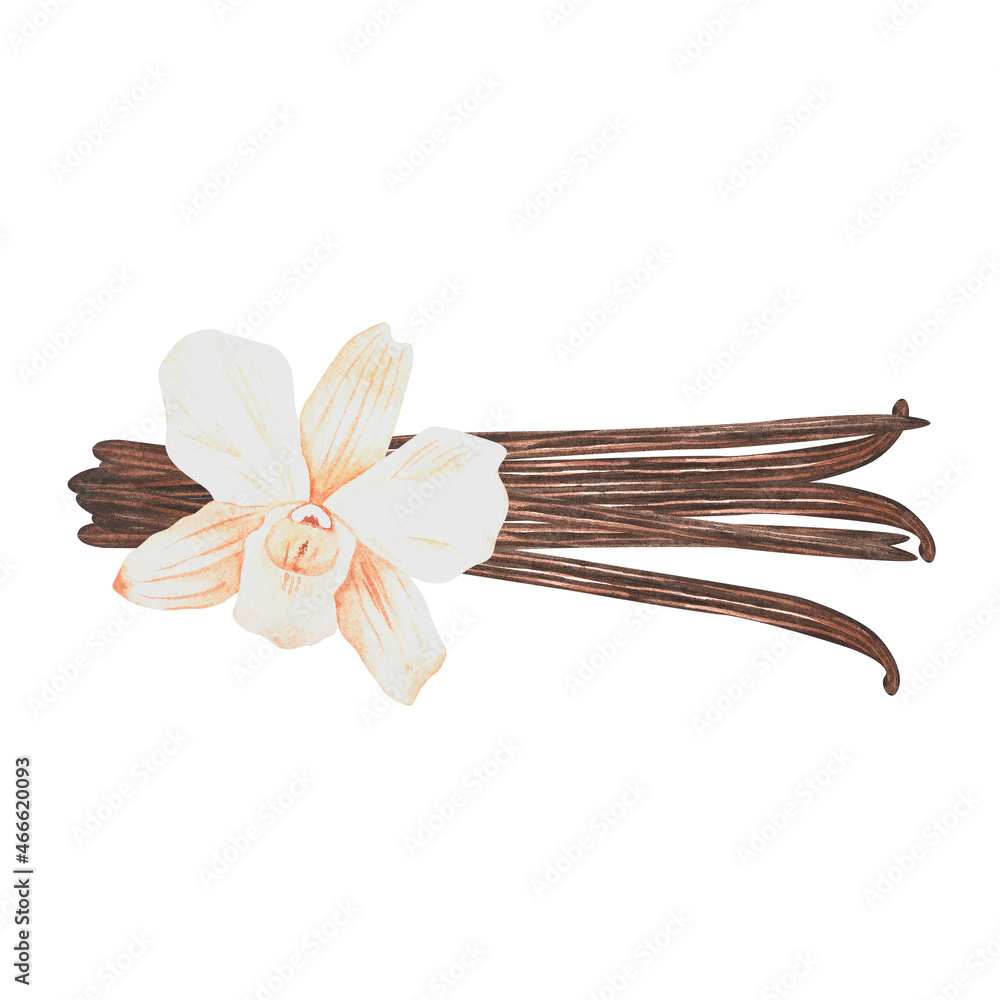 Vanilla Flower. Watercolor vintage illustration. Isolated on a white background. For your design.