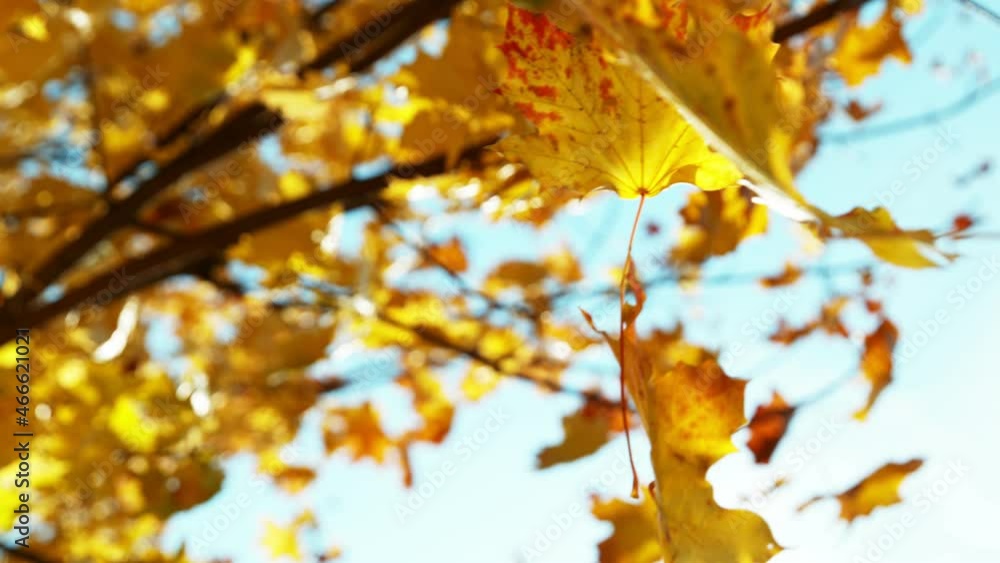 Super slow motion of falling autumn maple leaves against blue sky. Filmed on high speed cinema camera, 1000 fps. Super slow motion of falling autumn maple leaves against blue sky. Filmed on high speed cinema camera, 1000 fps.
