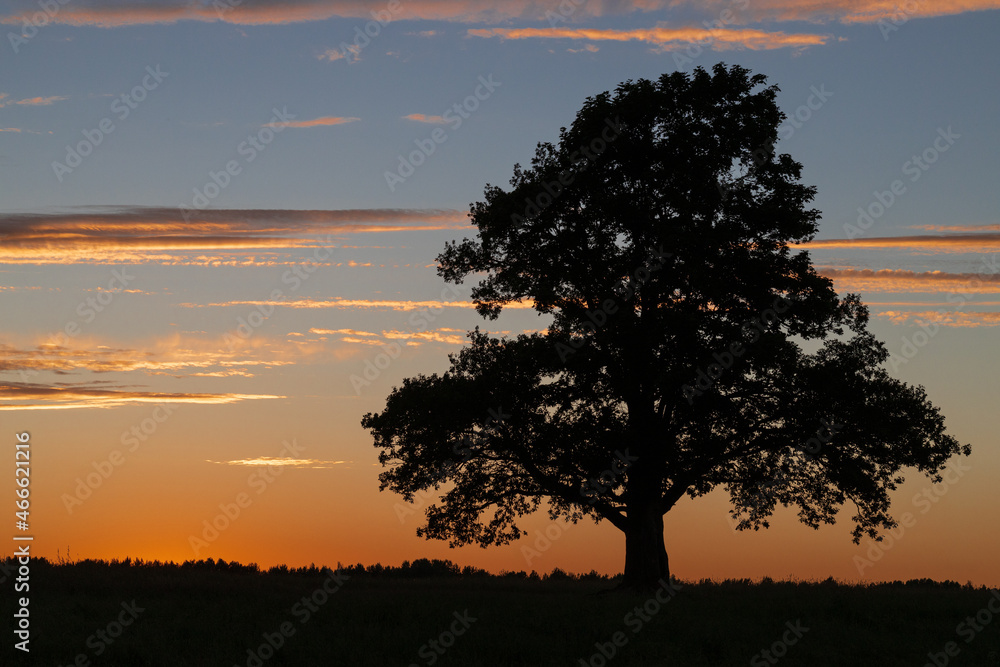Large lonely tree at sunset in a summer field. Silhouette of a large tree. Sunset sky with clouds