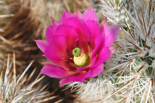 hedgehog cactus flower