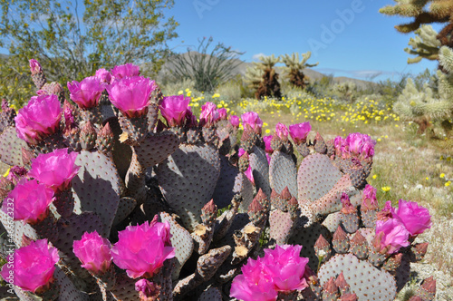 cactus flower super bloom