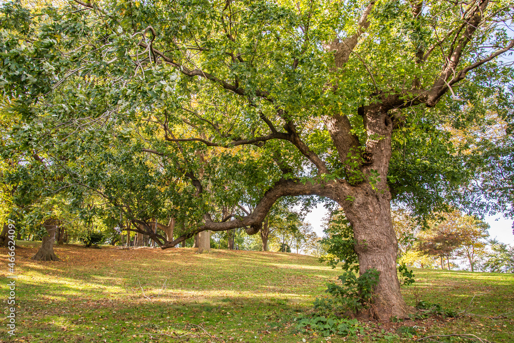 Naklejka premium tree in autumn