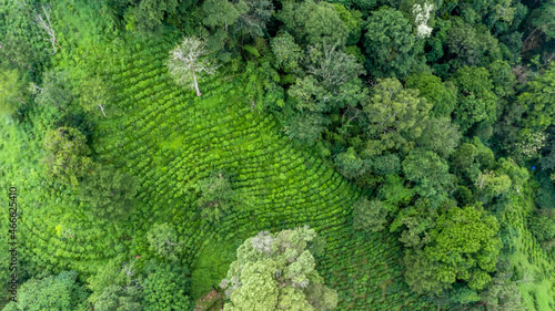 Aerial view green tea plantation on moutain hill north of Thailand, Top view aerial photo from flying drone of a green tea plantation. © Kalyakan
