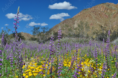field of purple lupine flower