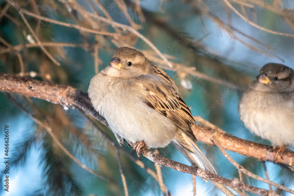 Obraz premium Sparrow sits on a fir branch in the sunset light.
