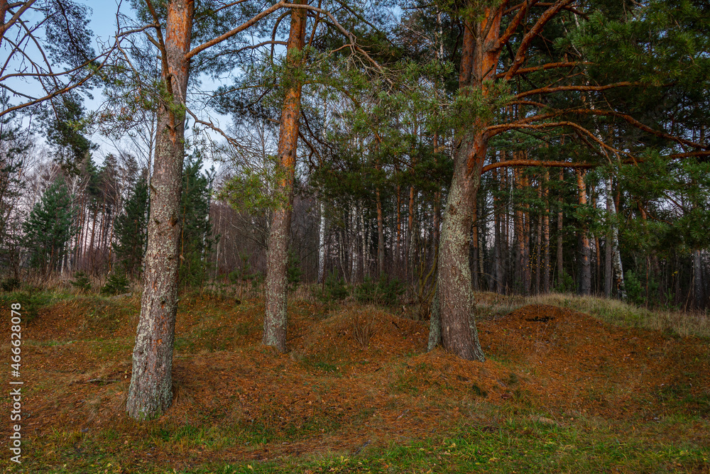 Pines and pine trunks illuminated by the setting sun in the autumn forest. Landscape. Pines and pine trunks illuminated by the setting sun in the autumn forest. Landscape.