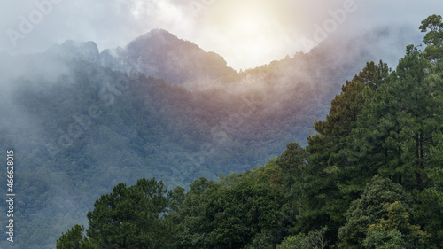 Aerial view forest tree on mountain hill, Rainforest ecosystem and healthy environment concept and background, Texture of green tree forest, natural scenery of river in southeast Asia tropical forest.