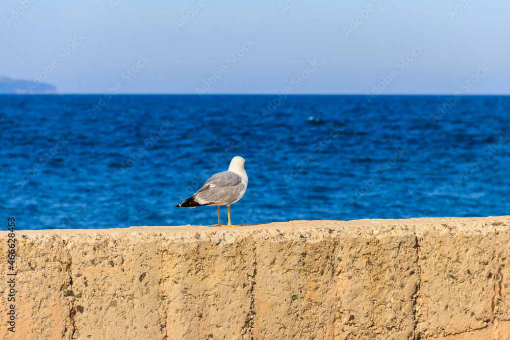 Portrait of the seagull against the Black sea Portrait of the seagull against the Black sea