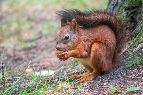 Squirrel in summer with nut on green grass under a big tree