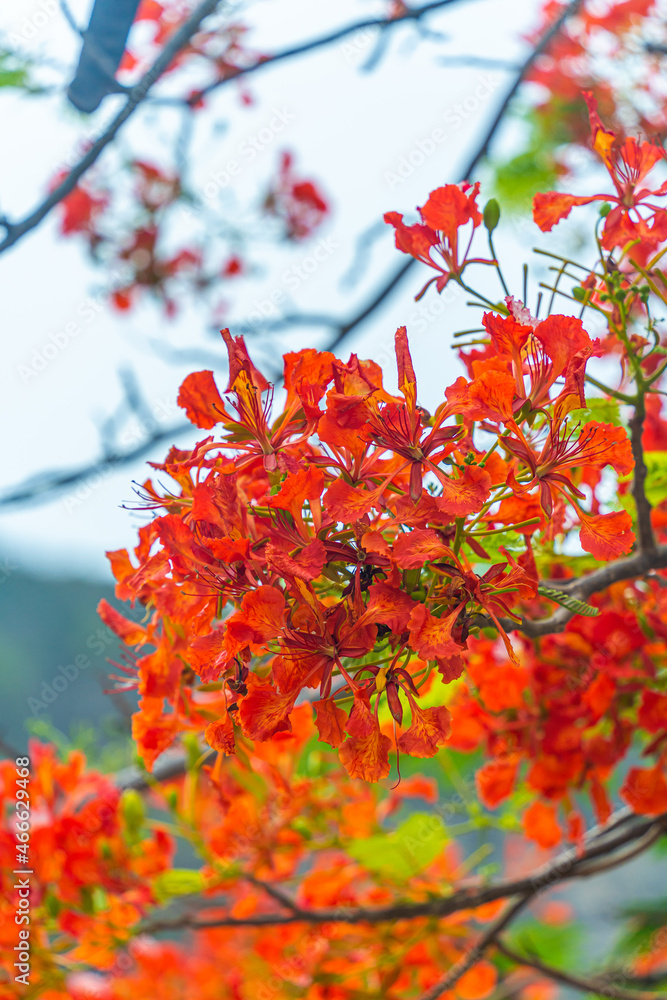 Delonix regia flower (another names is Royal Poinciana, Flamboyant Tree