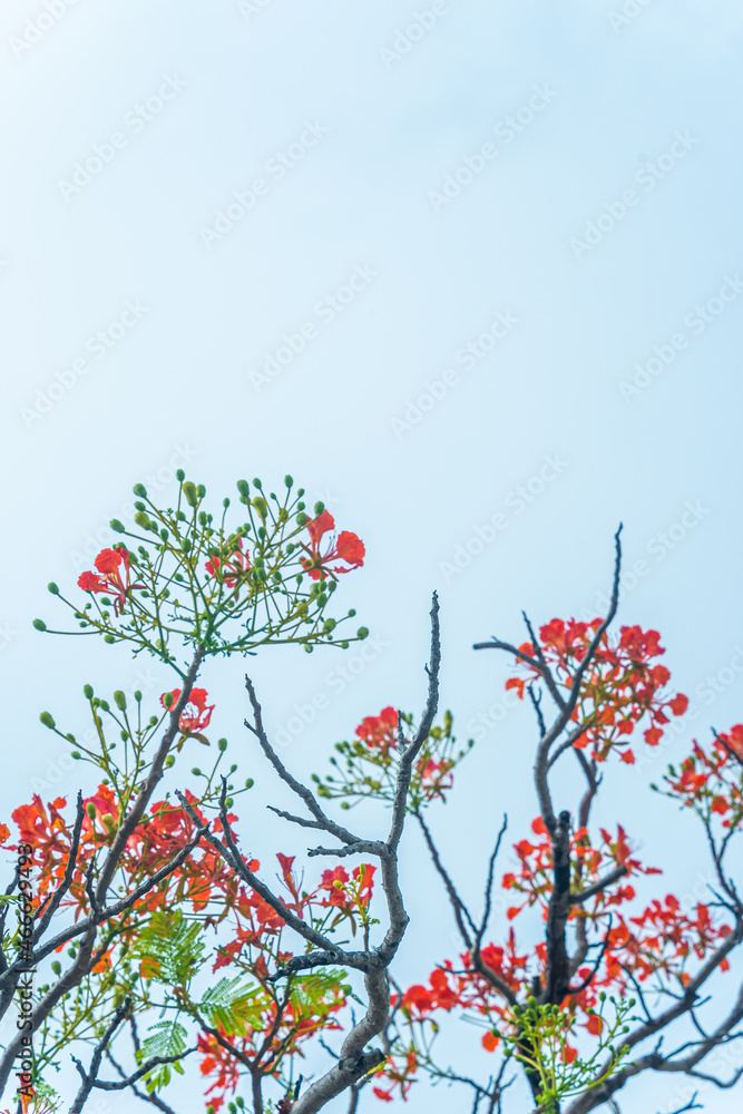 Delonix regia flower (another names is Royal Poinciana, Flamboyant Tree, Flame Tree, Peacock Flower, Gulmohar) in bloom