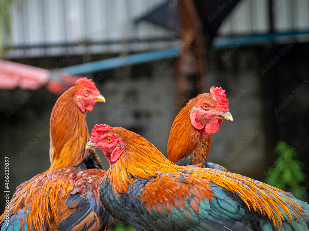 Fototapeta premium Many black orange fighting cocks