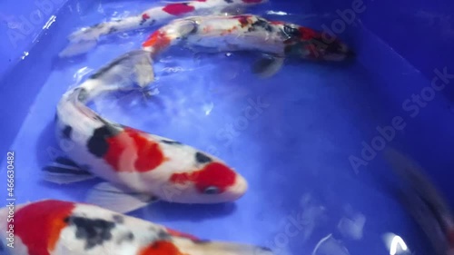 colorful koi kohaku spawning in blue bucket photo