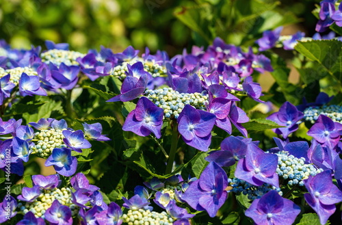 Purple hydrangea flowers in the garden