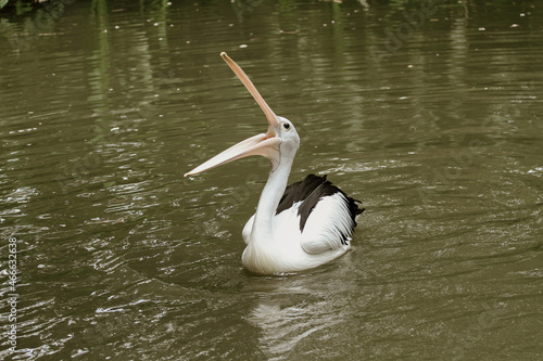 pelican on the water