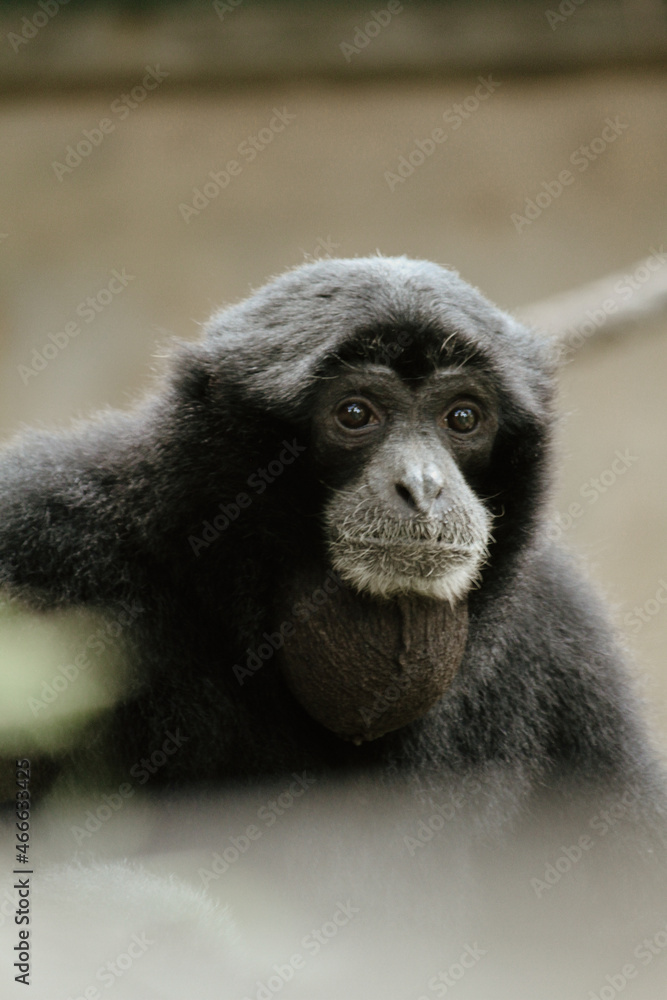 Fototapeta premium close up of a black and white lemur