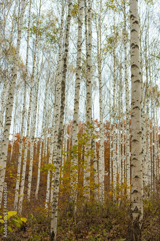 Fototapeta premium 나무