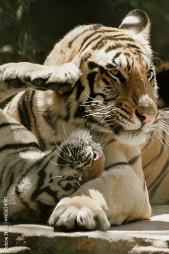 Fototapeta Naklejka Na Ścianę i Meble -  close up of a tiger