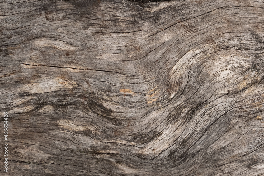 Gray wood wood texture. Old bark background with stripes and bug holes. Gray wood wood texture. Old bark background with stripes and bug holes.