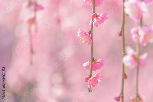 ピンク色のしだれ梅