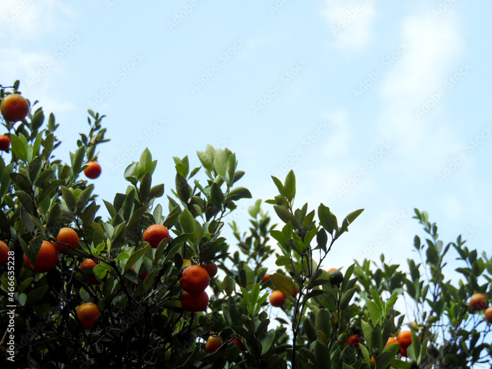 Tangerine tree with blue sky
