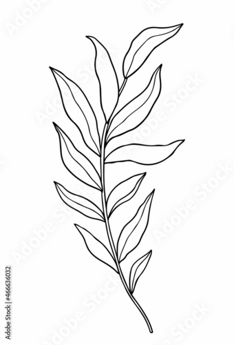 Abstract twig with leaves isolated on a white background. Vector hand-drawn illustration in outline style. Perfect for cards  logo  decorations  invitations.