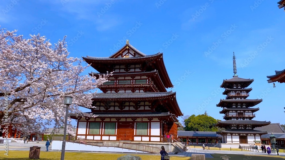 春の奈良　薬師寺　金堂と国宝・東塔