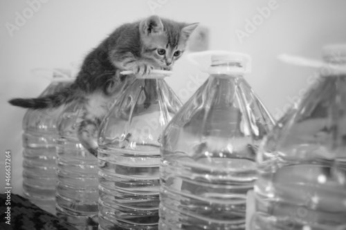 Funny fluffy kitten climbs on a water bottle. BW photo