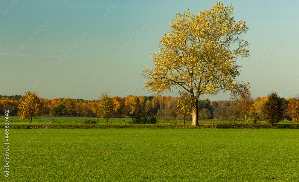 Autumn landscape, a lonely deciduous tree grows by a green field against the background of a colorful deciduous forest, a sunny day.