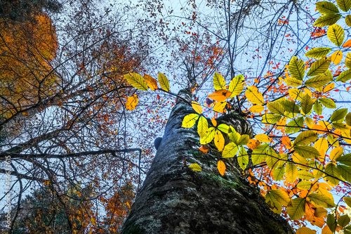 Beautiful autumn forest with fall leaves in sunhine photo