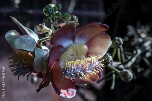 The amazingly complex flower of the Cannonball Tree has tentacle like structures very much like a sea amenome. Cannonball tree flowers, sala tree, shorea robusta, Red shala tree is revered by buddhist photo