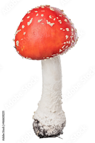 small highly poisonous red fly agaric mushroom on white